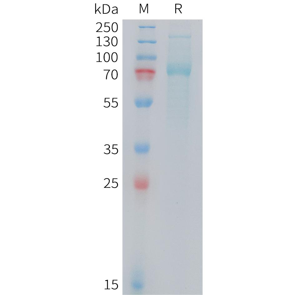 Mouse TFRC Protein, His Tag