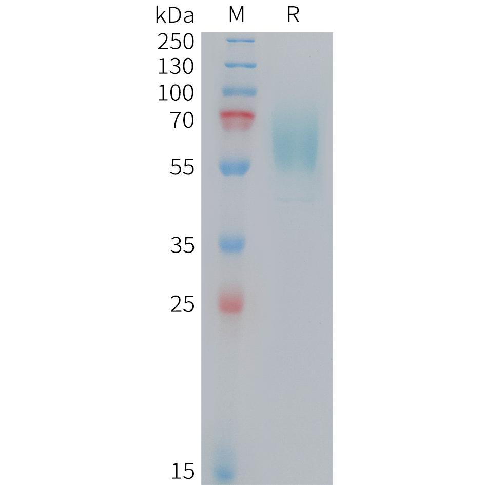 Mouse CD98 Protein, His Tag