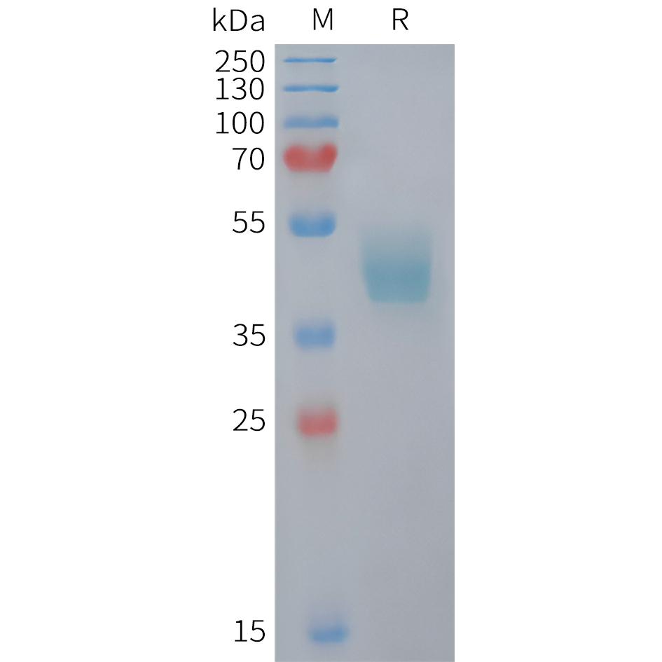 Mouse CCR6 Protein, hFc Tag