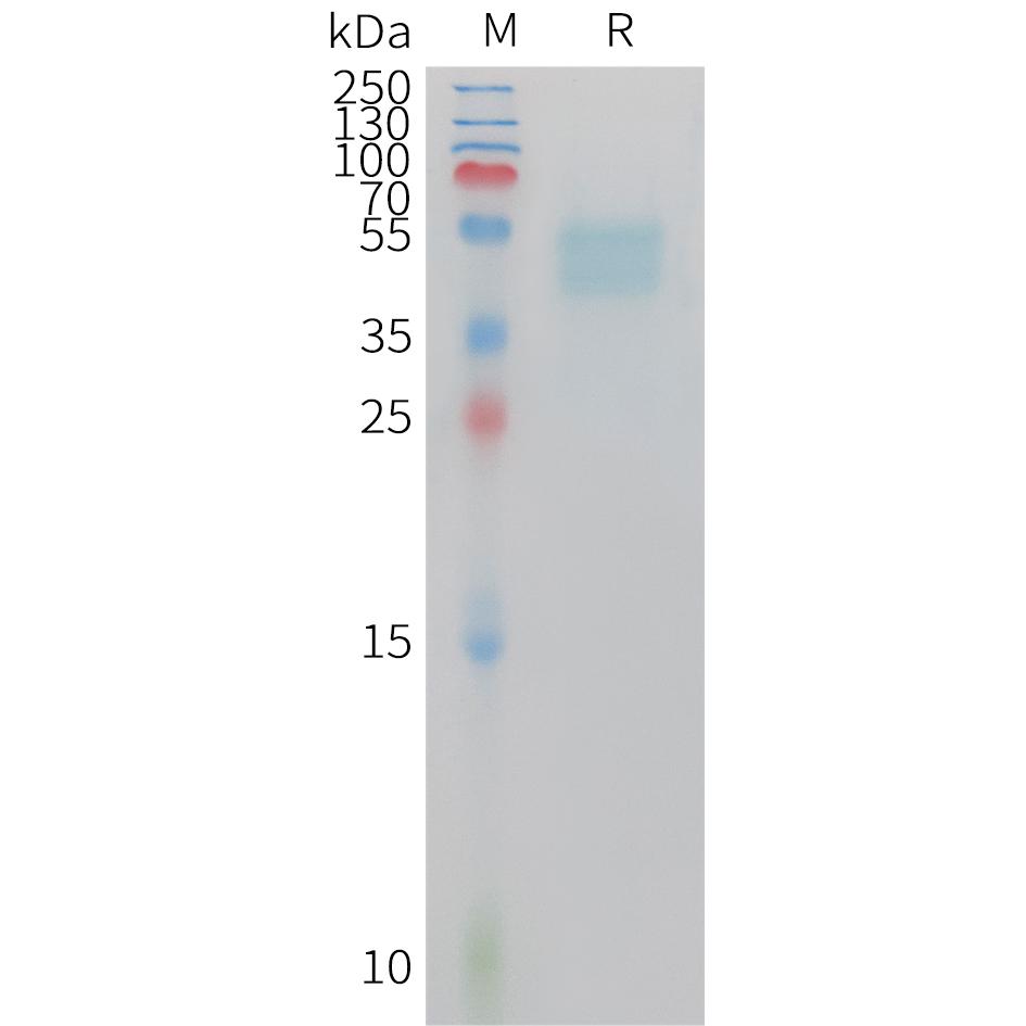 Mouse GIPR Protein, hFc Tag