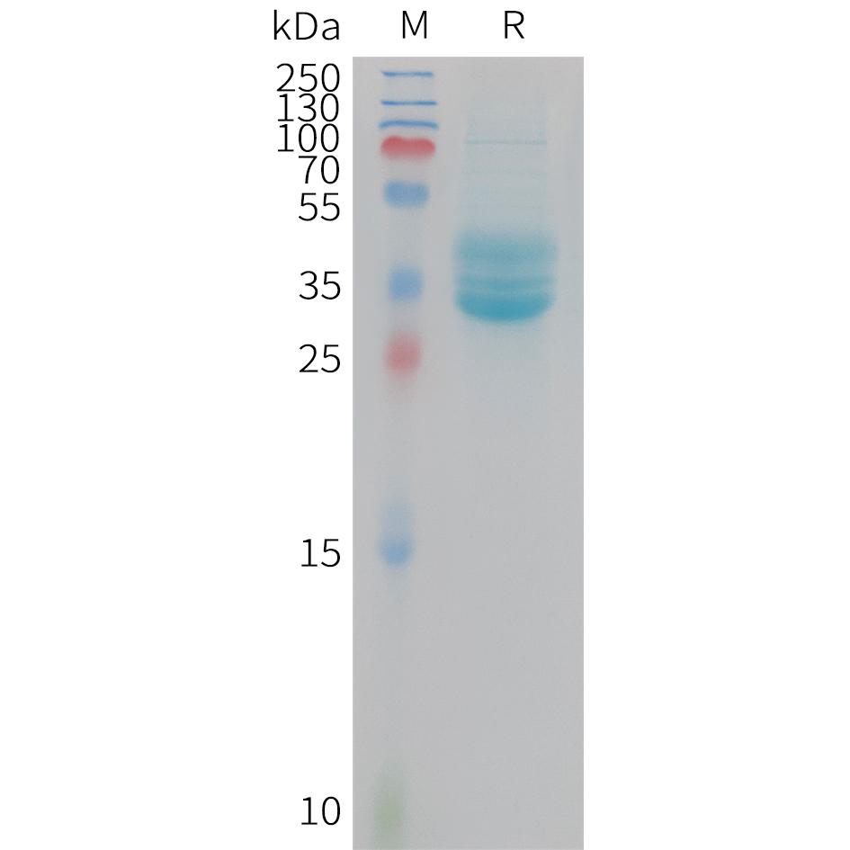 Mouse PROM1 Protein, hFc Tag