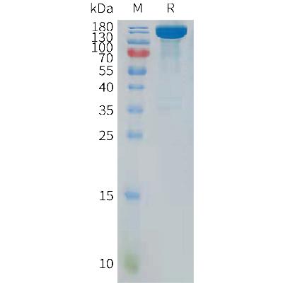 Human PTPRG Protein, hFc Tag