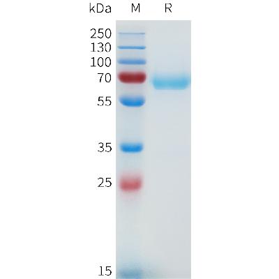 Human NRG1 Beta1(20-242) Protein, hFc Tag