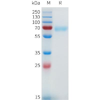 Human NRG1 Beta1(20-242) Protein, mFc Tag