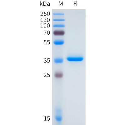 Human DLL3(311-352) Protein, hFc Tag