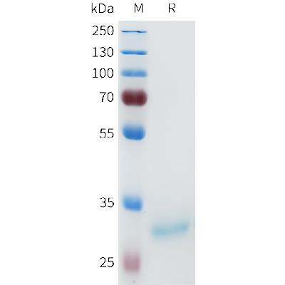 Human ACVR2A(68-88) Protein, mFc Tag