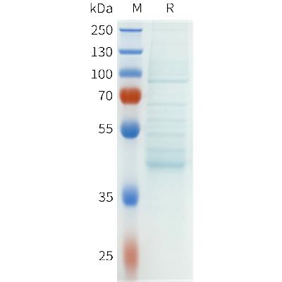 Human CSF1R(105-202) Protein, hFc Tag