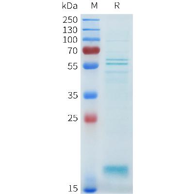 Human GDF2 Protein, Flag Tag