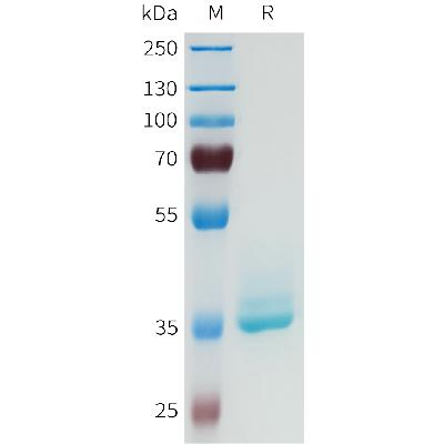 Human DLL3(216-273) Protein, hFc Tag