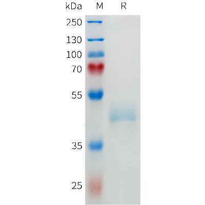 Human ACVR1B Protein, hFc Tag