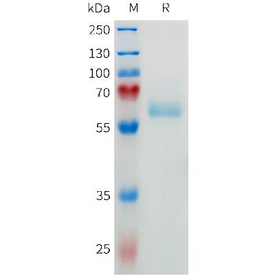 Cynomolgus FCGR3A Protein, hFc Tag