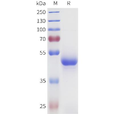 Cynomolgus LIGHT Protein, hFc Tag