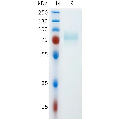 Mouse CD46 Protein, hFc Tag