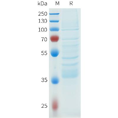 Mouse GDF15 Protein, Flag Tag