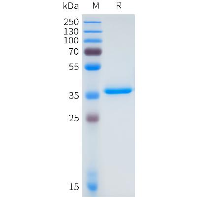 Mouse DLL3(309-350) Protein, hFc Tag