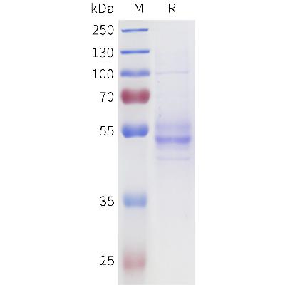 Mouse LIGHT Protein, hFc Tag