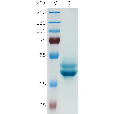 Human CDH6(54-159) Protein, hFc Tag