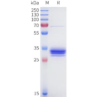 Human 5T4(205-232) Protein, hFc Tag