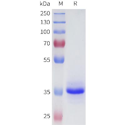 Human 4-1BB(24-46) Protein, hFc Tag