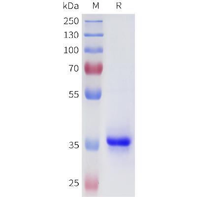 Human 4-1BB(46-86) Protein, hFc Tag