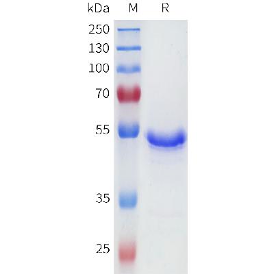 Human CA9(38-137) Protein, hFc Tag