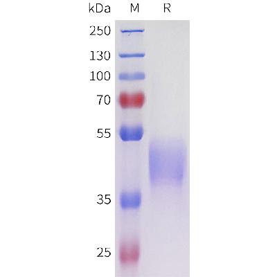 Human ACVR2A(38-106) Protein, mFc Tag