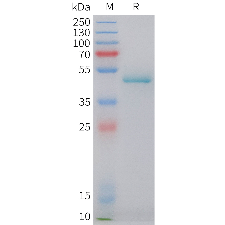 Recombinant human EFNA4 Protein with C-terminal human Fc tag