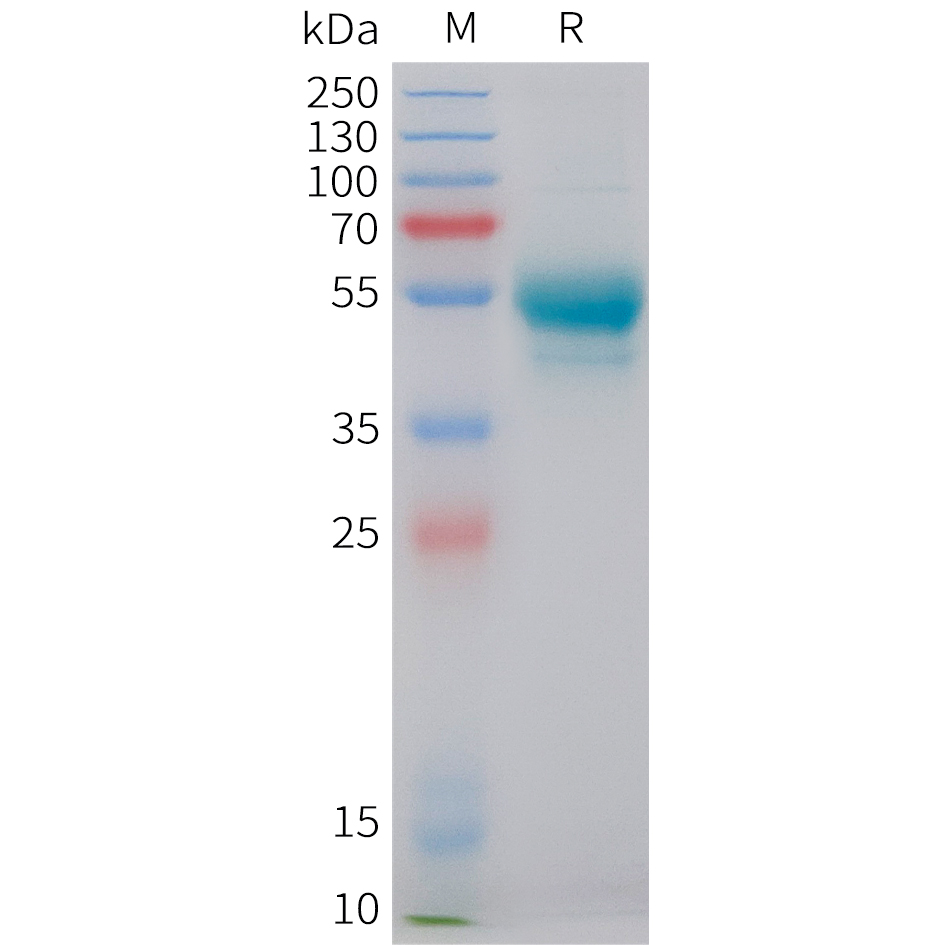 Recombinant human IL7 Protein with C-terminal human Fc tag