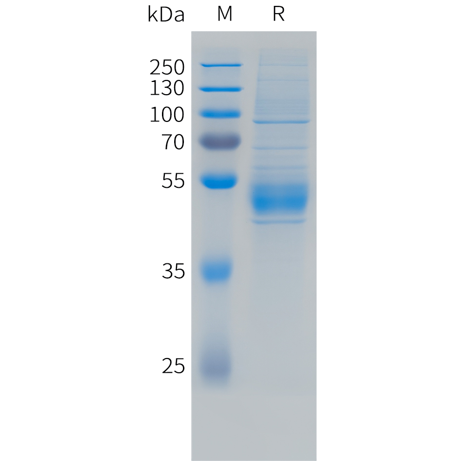 Recombinant human NKG2C Protein with N-terminal human Fc tag
