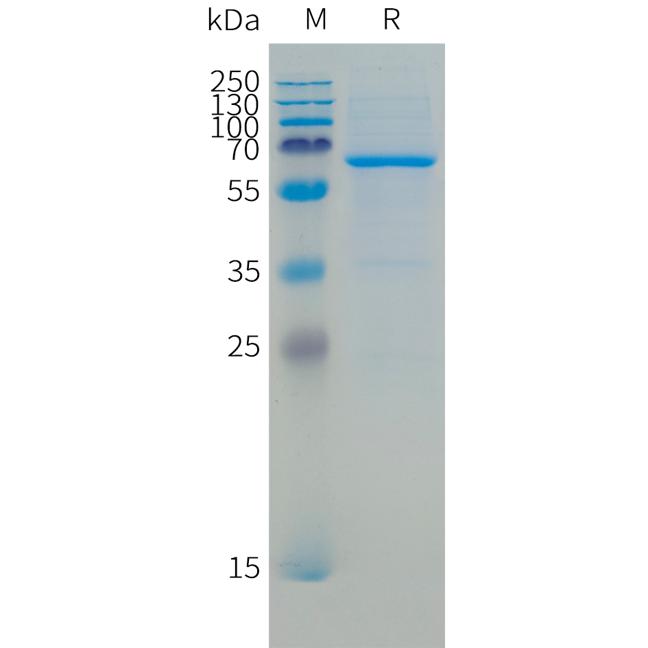 Recombinant human CD73 Protein with C-terminal 10xHis tag