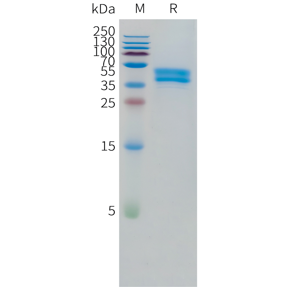 Recombinant human OR1A1 Protein with C-terminal human Fc tag
