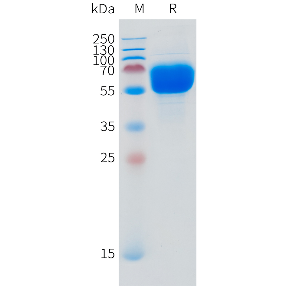 Recombinant human SLC44A4 Protein with N-terminal human Fc tag