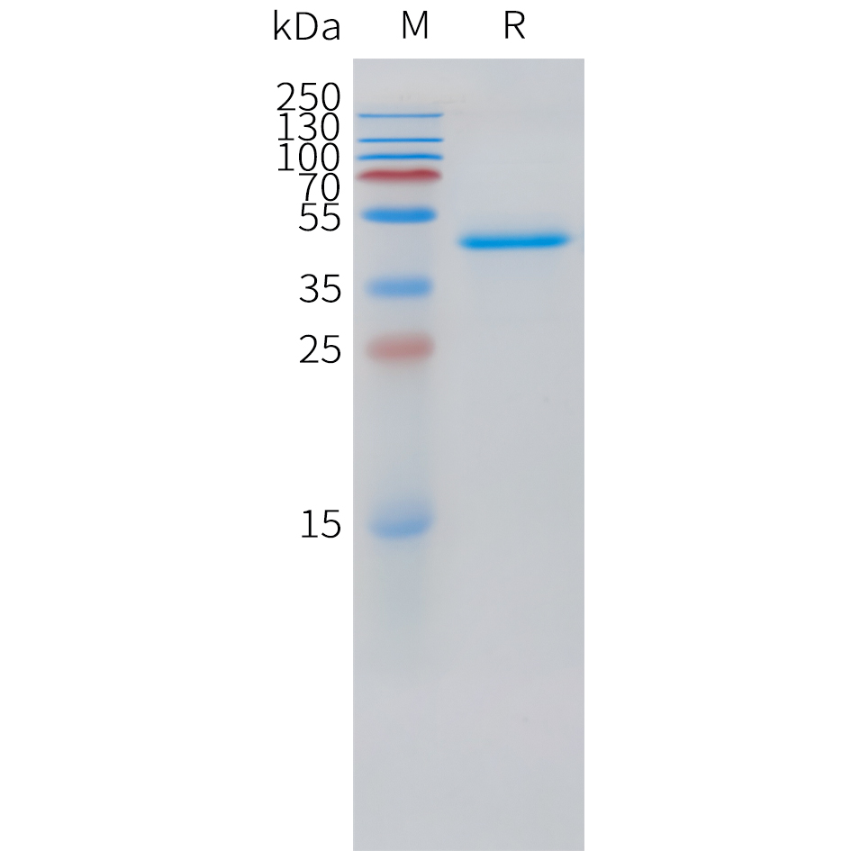 Recombinant human VEGFD Protein with C-terminal human Fc tag