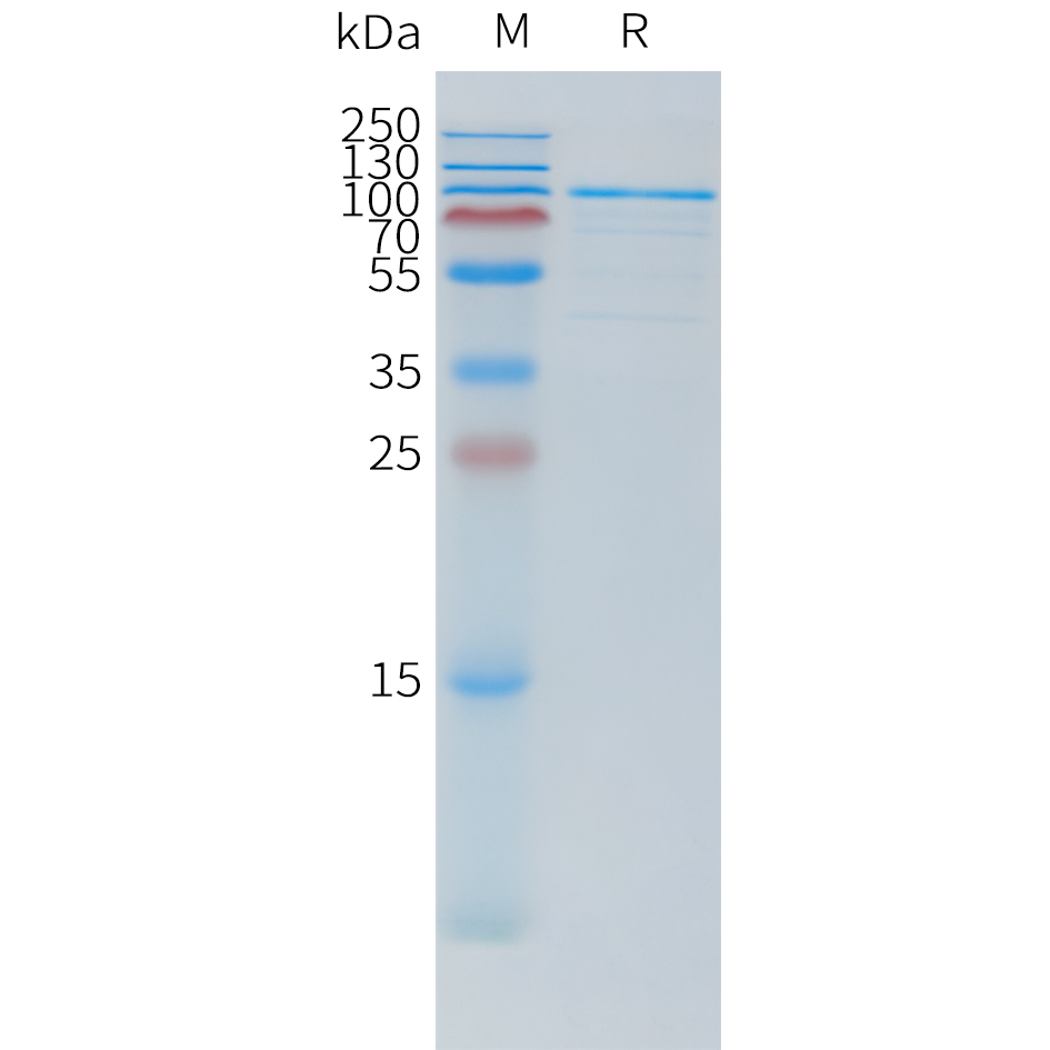 Recombinant human TSHR(23-410) Protein with N-terminal human Fc tag
