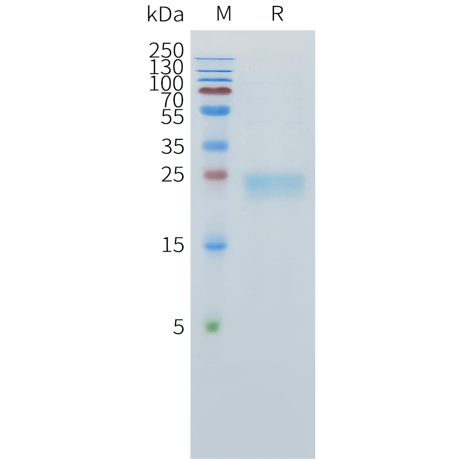 Recombinant human TNFSF15 Protein with C-terminal 10?His tag