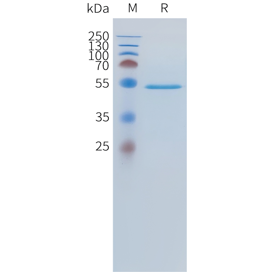 Recombinant human FGF19 Protein with C-terminal human Fc tag