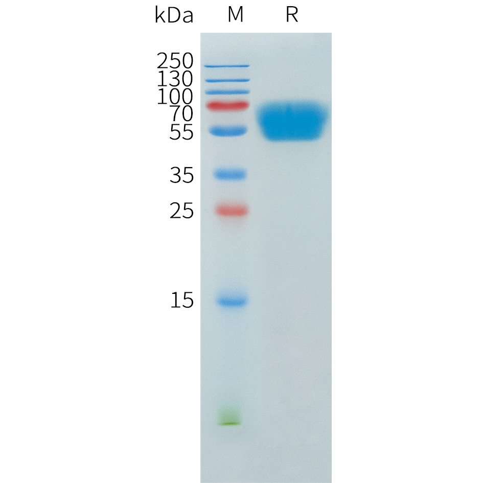 Recombinant human ACVR2A Protein with C-terminal human Fc tag