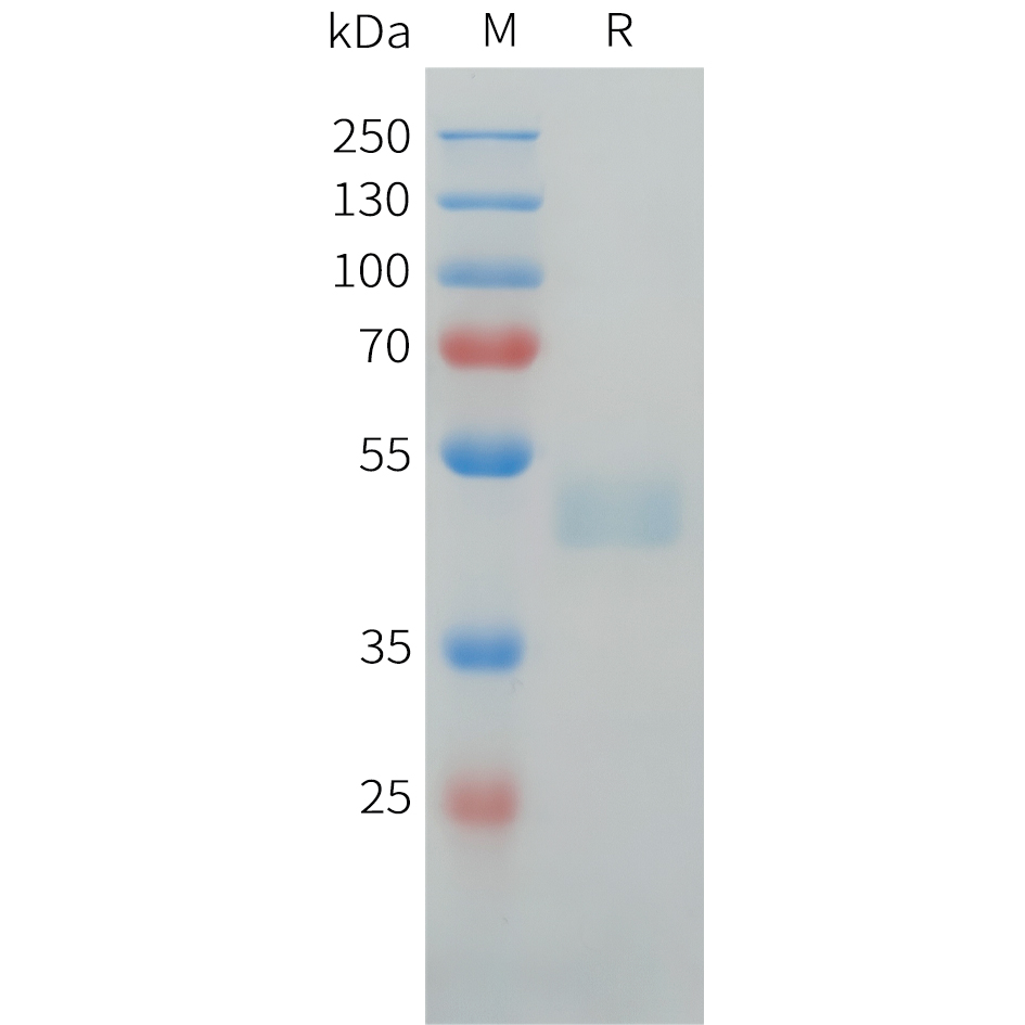 Recombinant human CDH17(129-244) Protein with C-terminal human Fc tag