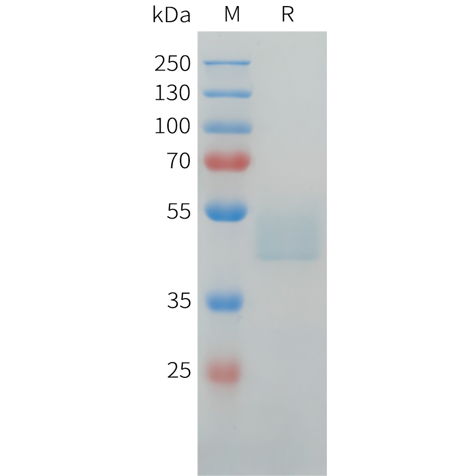 Recombinant human CDH17(245-340) Protein with C-terminal human Fc tag