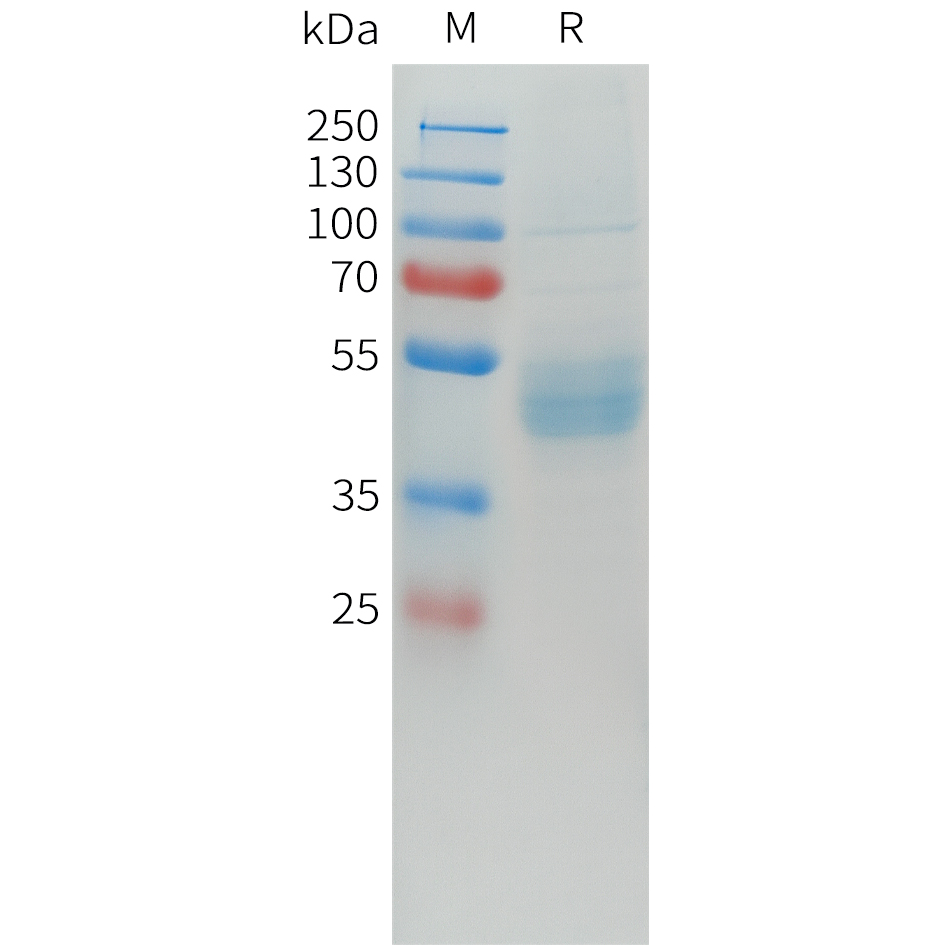 Recombinant human CDH17(341-449) Protein with C-terminal human Fc tag