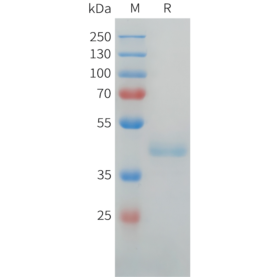 Recombinant human CDH17(668-777) Protein with C-terminal human Fc tag