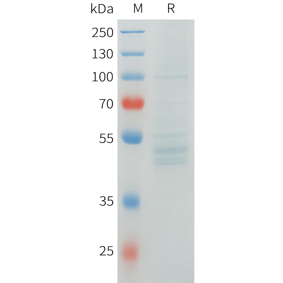 Recombinant human RNF133 Protein with C-terminal human Fc tag