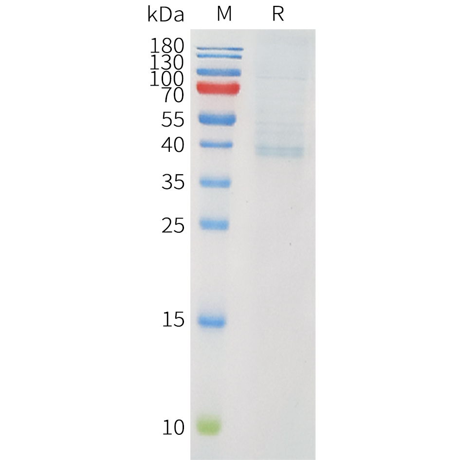 Recombinant human PVRIG(53-150) Protein with C-terminal human Fc tag