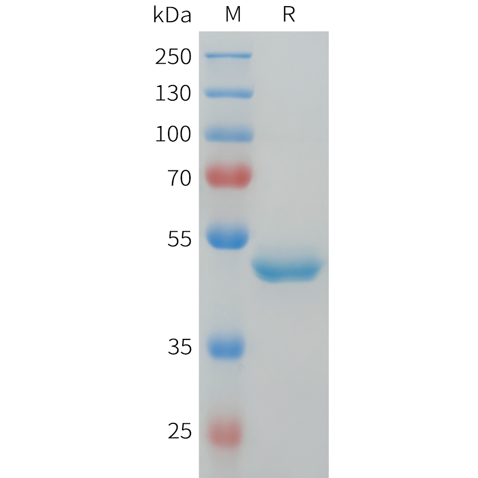 Recombinant human G-CSF Protein with C-terminal human Fc tag
