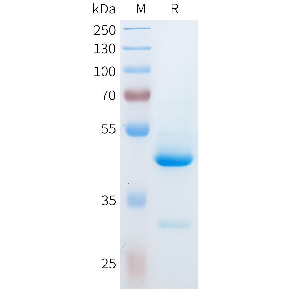 Recombinant human IL36G Protein with C-terminal human Fc tag