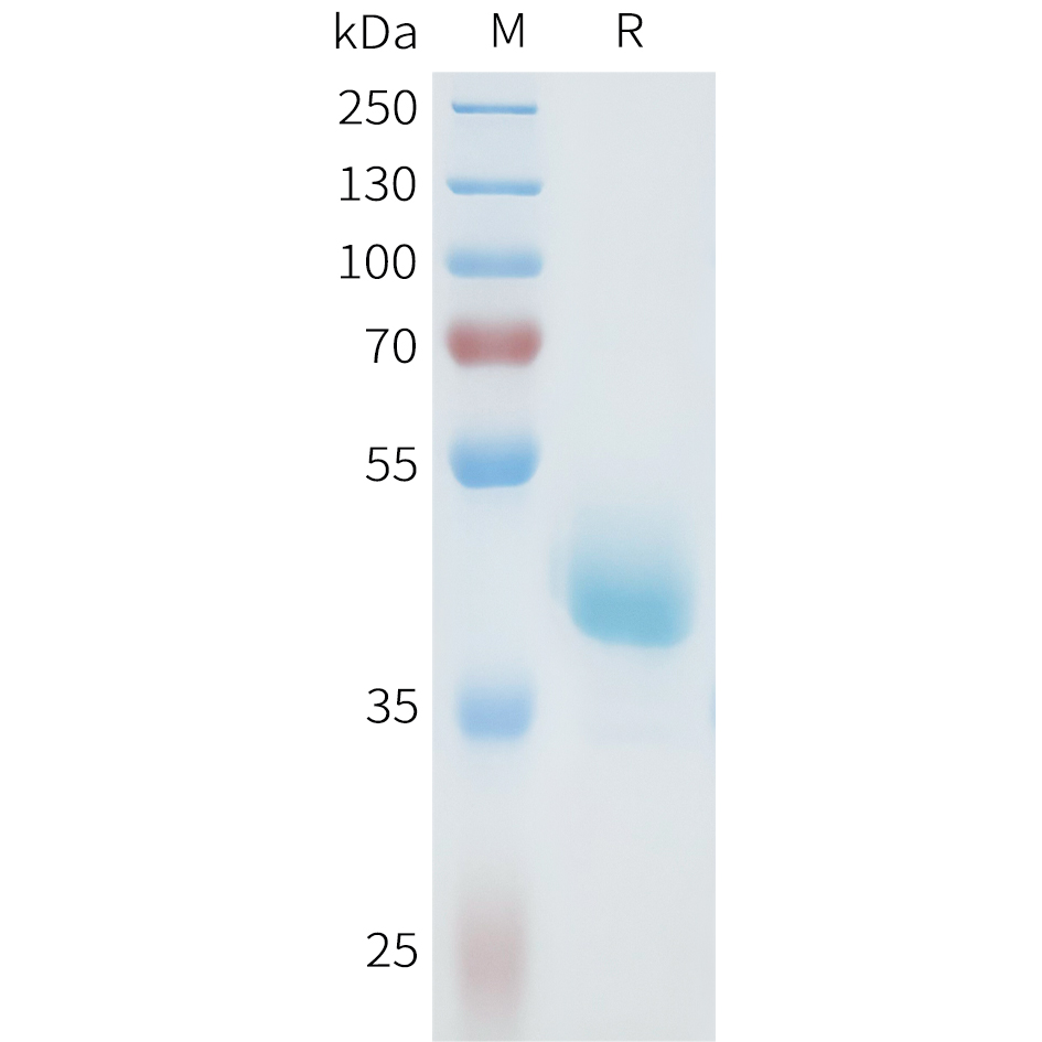 Recombinant human AXL(26-92) Protein with C-terminal human Fc tag