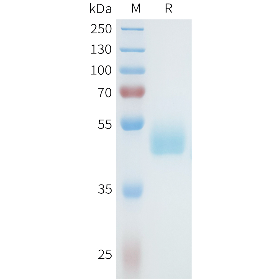Recombinant human AXL(129-226) Protein with C-terminal human Fc tag