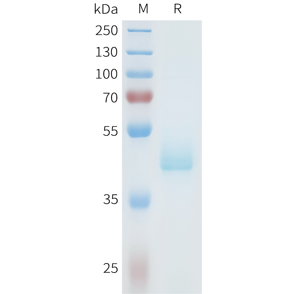 Recombinant human AXL(223-335) Protein with C-terminal human Fc tag