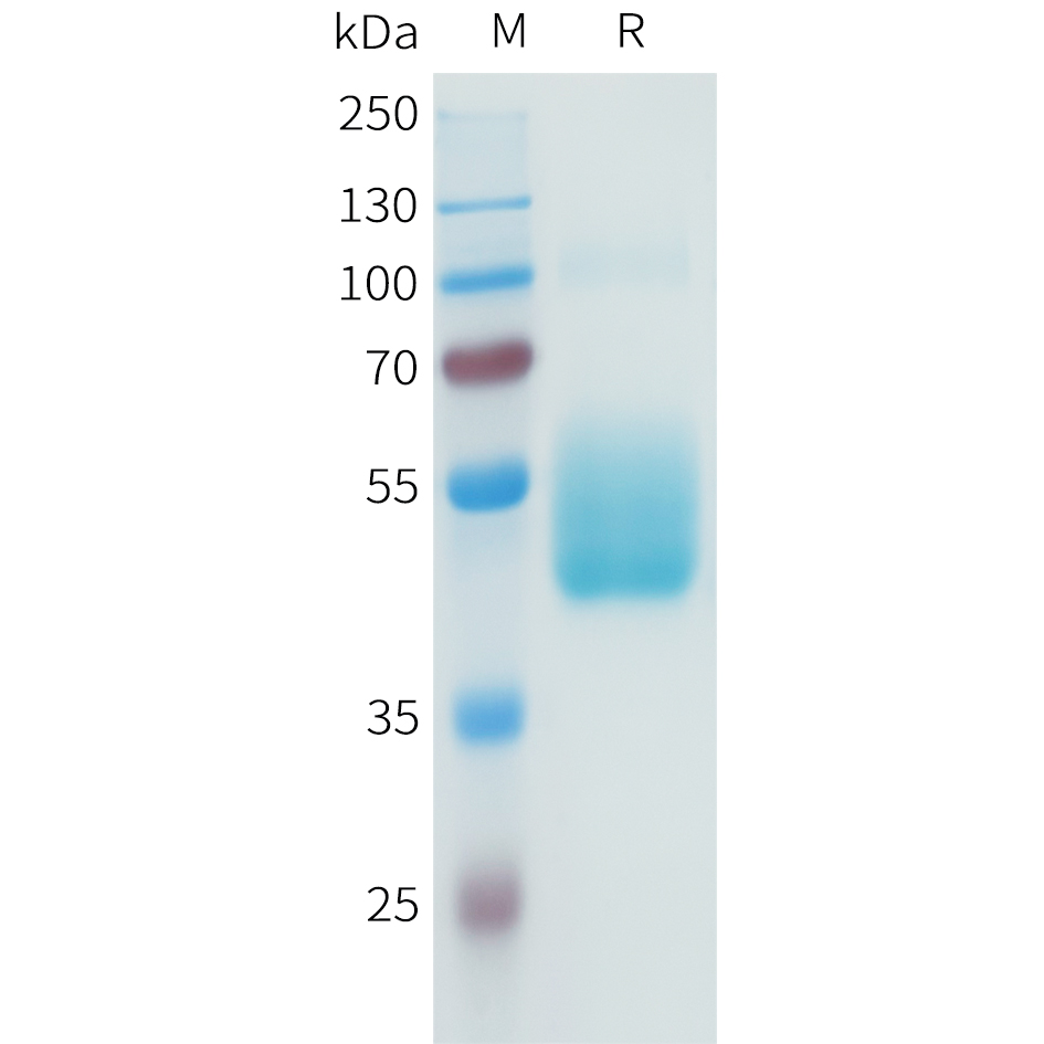 Recombinant human B7-H3(140-248) Protein with C-terminal human Fc tag