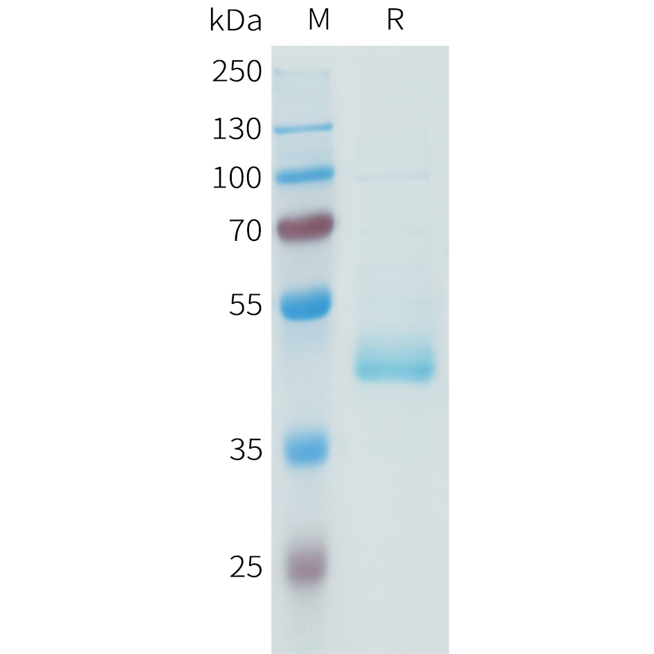 Recombinant human PD-L1(19-132) Protein with C-terminal human Fc tag